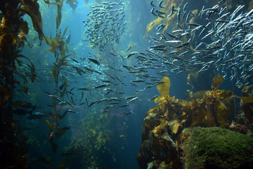 第4回 海洋生物養殖システム部会