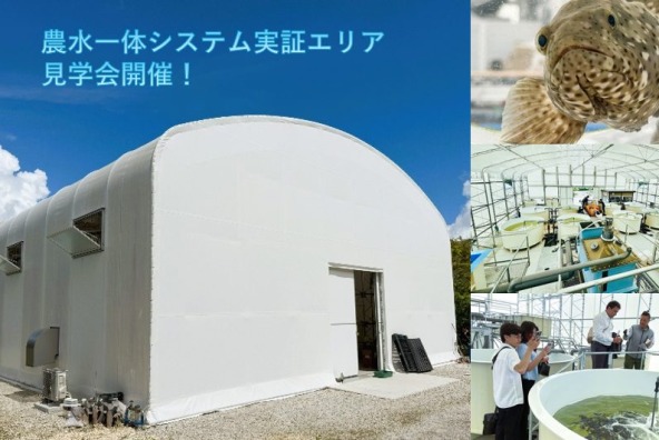 琉球大学養殖技術研究センター 農水一体システム実証エリアOPEN記念見学会